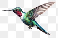 PNG Hummingbird animal flying tropical bird. 