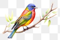 PNG Painted bunting bird drawing animal. 