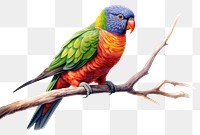 PNG Cute chunky rainbow lorikeet bird parrot animal