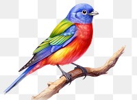 PNG Painted bunting bird drawing animal. 