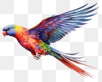 PNG Cute chunky rainbow lorikeet flying bird drawing parrot