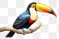 PNG Toco toucan bird animal beak. AI generated Image by rawpixel.