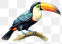 PNG Toco toucan bird drawing animal. AI generated Image by rawpixel.
