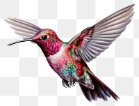PNG Hummingbird animal creativity wildlife. 