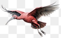 PNG Ibis spreading wings animal bird beak. AI generated Image by rawpixel.