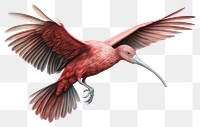 PNG Ibis spreading wings animal bird beak. AI generated Image by rawpixel.