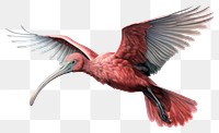 PNG Ibis spreading wings animal flying bird. AI generated Image by rawpixel.