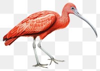 PNG Ibis drawing animal bird. 
