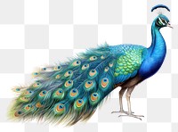 PNG Indian peafowl spreading tail bird peacock drawing