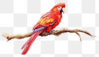 PNG Rainbow scarlet mascow bird parrot animal. 