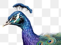 PNG Indian Peafowl bird peacock drawing. AI generated Image by rawpixel.
