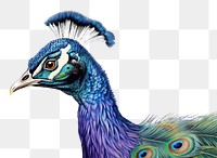 PNG Indian Peafowl bird peacock drawing. 