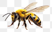 PNG Bee animal insect hornet. 