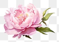 PNG Blush peony blossom flower plant. 