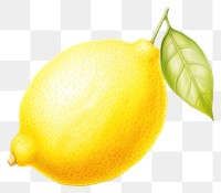 PNG Lemon fruit plant food. AI generated Image by rawpixel.