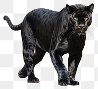 PNG Majestic black panter wildlife leopard animal