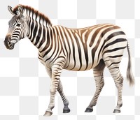 PNG Zebra zebra wildlife animal. AI generated Image by rawpixel.