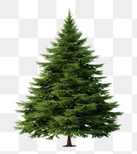 PNG Green christmas tree pine plant fir