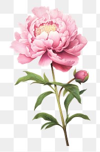 PNG Peony blossom flower plant. 