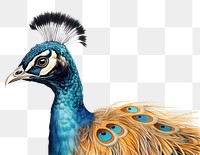 PNG Indian Peafowl bird peacock drawing. 