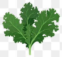 PNG Kale leaf vegetable plant food. 