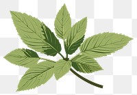 PNG Peppermint leaf plant herbs spearmint. 