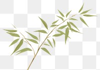 PNG Bamboo leaves plant leaf cannabis. AI generated Image by rawpixel.