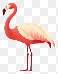 PNG Flamingo bird wildlife animal cartoon. 