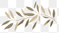 PNG Willow leaves backgrounds pattern plant. 