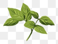 PNG Basil leaf plant green herbs. 