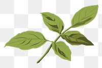 PNG Basil leaf plant herbs annonaceae. AI generated Image by rawpixel.