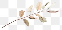 PNG Dried Preserved Eucalyptus plant leaf tree