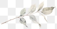PNG Dried Preserved Eucalyptus drawing sketch plant. AI generated Image by rawpixel.