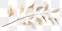 PNG Dried Preserved Eucalyptus plant leaf tree. AI generated Image by rawpixel.