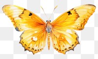 PNG  Butterfly animal insect yellow. 