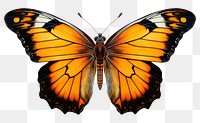 PNG  Butterfly animal insect yellow. AI generated Image by rawpixel.