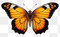 PNG Butterfly animal insect yellow. 