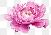 PNG Magenta peony flower blossom plant. AI generated Image by rawpixel.