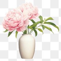 PNG Pink peony vase flower plant inflorescence. 