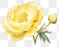 PNG Yellow peony flower drawing petal. 