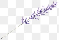 PNG Lavender flower plant white background inflorescence. 