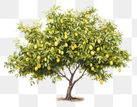 PNG Lemon tree plant fruit food. 