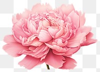 PNG Pink peony flower blossom dahlia. 