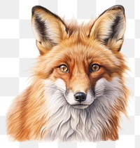 PNG Fox drawing mammal animal