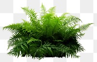 PNG Fern plant white background vegetation. 