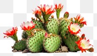 PNG Cactus plant inflorescence freshness. 