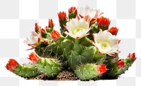 PNG Cactus flower plant white background inflorescence. AI generated Image by rawpixel.