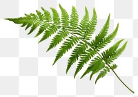 PNG Plant fern leaf freshness. 