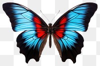 PNG  Butterfly animal insect blue. 