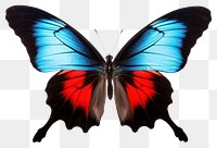 PNG Butterfly insect animal blue. 